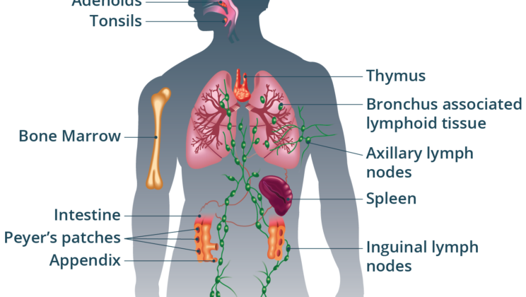 What is the Immune System? How Your Body’s Defense Works to Keep You Alive
