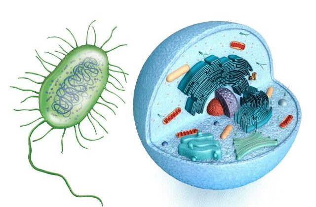 What is the Difference Between Prokaryotes and Eukaryotes?