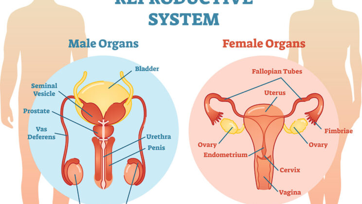 What is the Human Reproductive System?