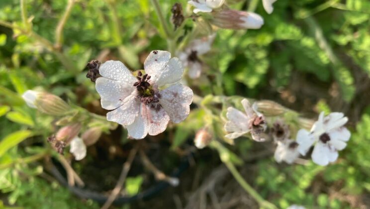 Why Baby Plants (and Other Young Organisms) Struggle with Disease Resistance