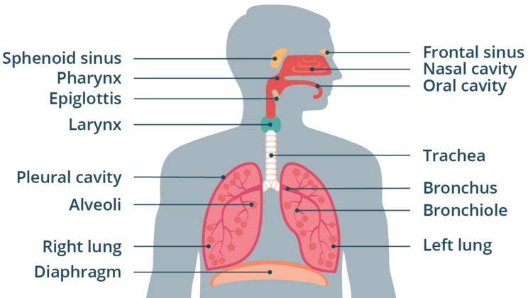 What is the Respiratory System? Function, Anatomy, and Health Benefits