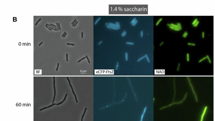 The Sugar Substitute That Fights Superbugs