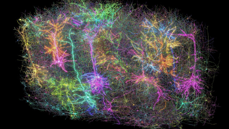 Scientists Map 84,000 Neurons in Mouse Brain