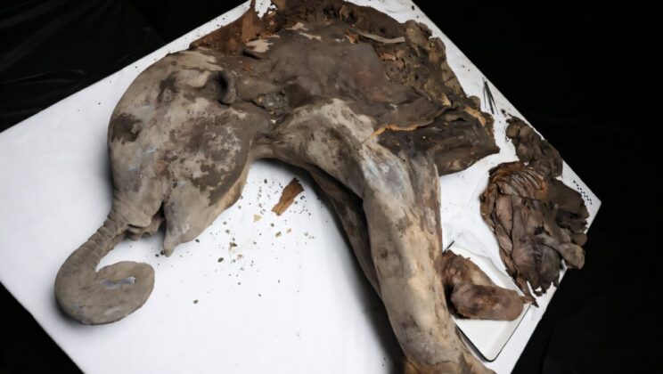 Yana: Unearthing a 130,000-Year-Old Mammoth