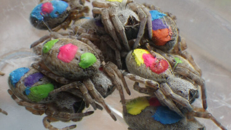 Study Finds Social Spiders Are More Flexible Than We Thought