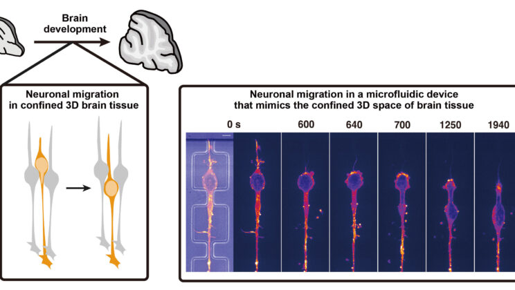 Neurons Adapt Migration Strategies in Response to Mechanical Cues