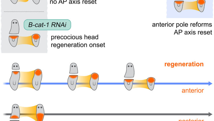 Flatworms Unveil Secrets of Whole-Body Regeneration