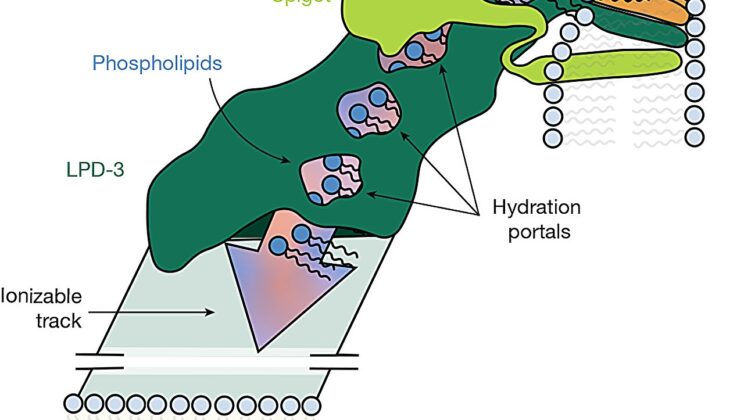 Scientists Reveal Structure of LPD-3, a Giant Protein Tunnel for Lipid Transport Across Cell Membranes