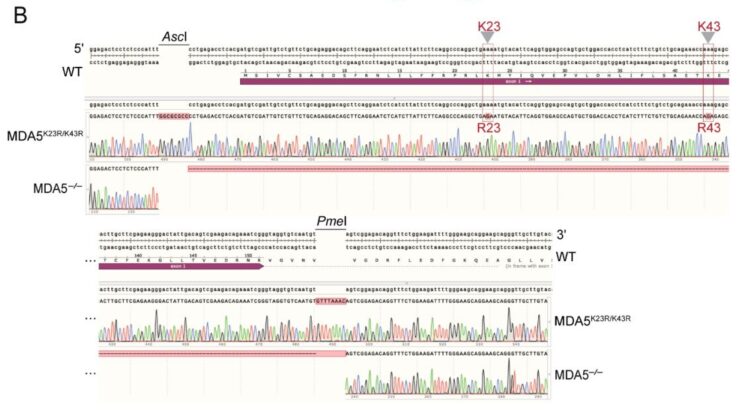 New Study Reveals Crucial Protein Modification for Viral Defense