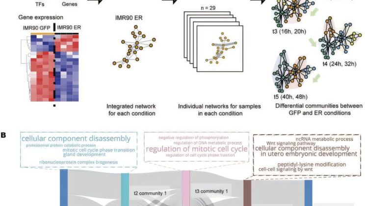 Study Reveals Pinworm Drug as Potential Treatment for Rare Skin Cancer