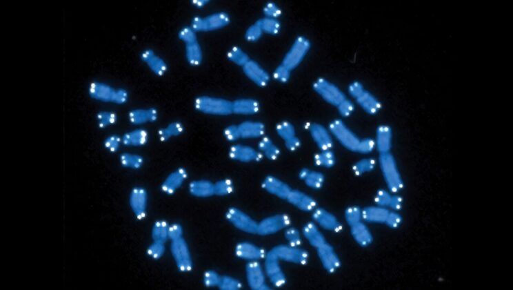 Study Reveals Key Protein Interaction Governing Telomere Length and Stability