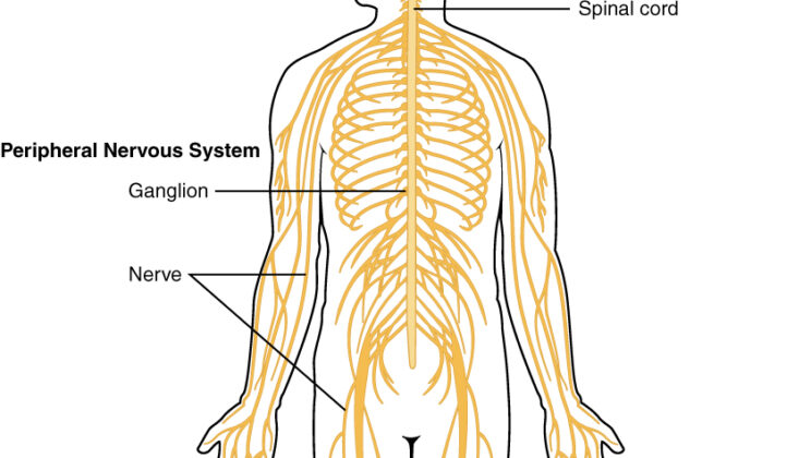 How the Nervous System Controls Everything