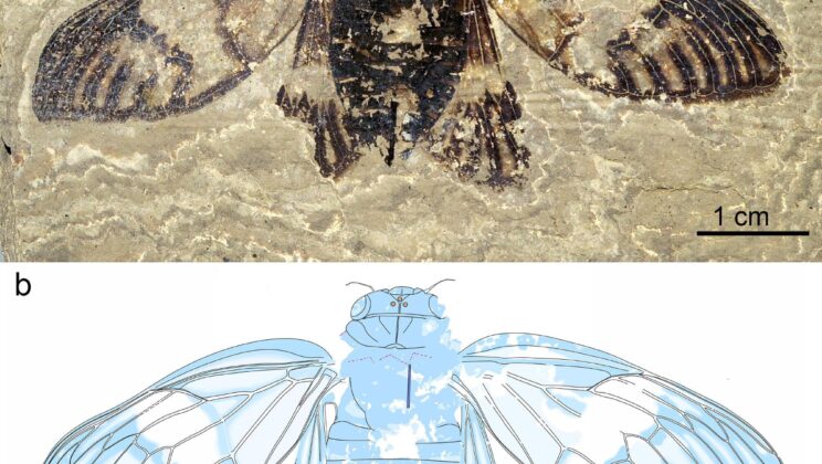 47-Million-Year-Old Cicada Fossil Found in Messel Pit