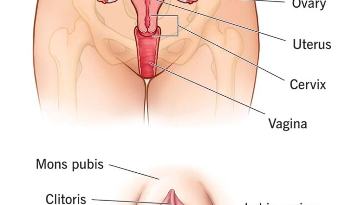 Understanding the Female Reproductive System: Anatomy, Hormones, and Health Explained