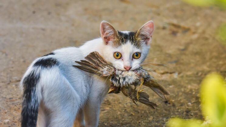 A Silent Surge: Bird Flu, Cats, and the Next Pandemic Risk