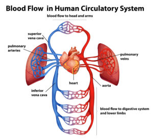 The Circulatory System: How Blood Keeps You Alive