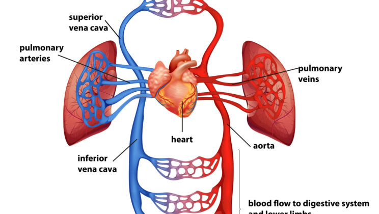 The Circulatory System: How Blood Keeps You Alive