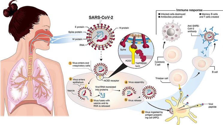 What is COVID-19? The Story of a Virus That Changed the World