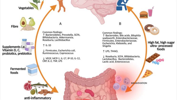 The Link Between Gut Health and Mental Health