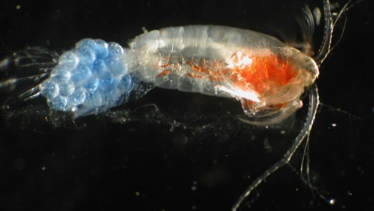 Tiny Plankton Reveal How Oceans Adapt to a Changing Climate