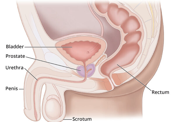 Understanding the Male Reproductive System: Functions, Anatomy, and Hormonal Control