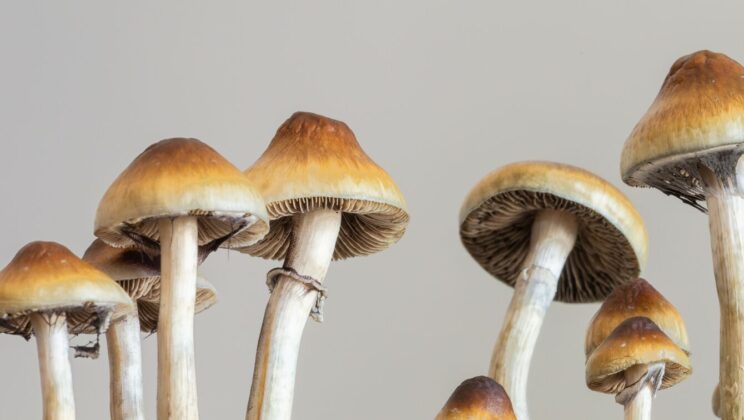 Single Dose of Psilocybin Eases Severe Depression in Just Weeks, Study Finds