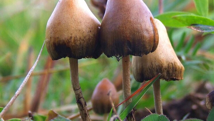 Psilocybin Nation? Millions Turning to Magic Mushrooms for Mental Health Relief