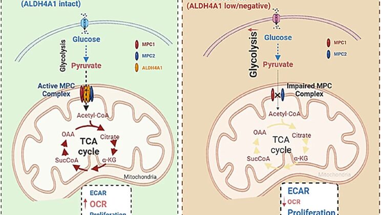 Mitochondrial Mystery Solved: Enzyme ALDH4A1 Emerges as Cancer-Fighting Gatekeeper