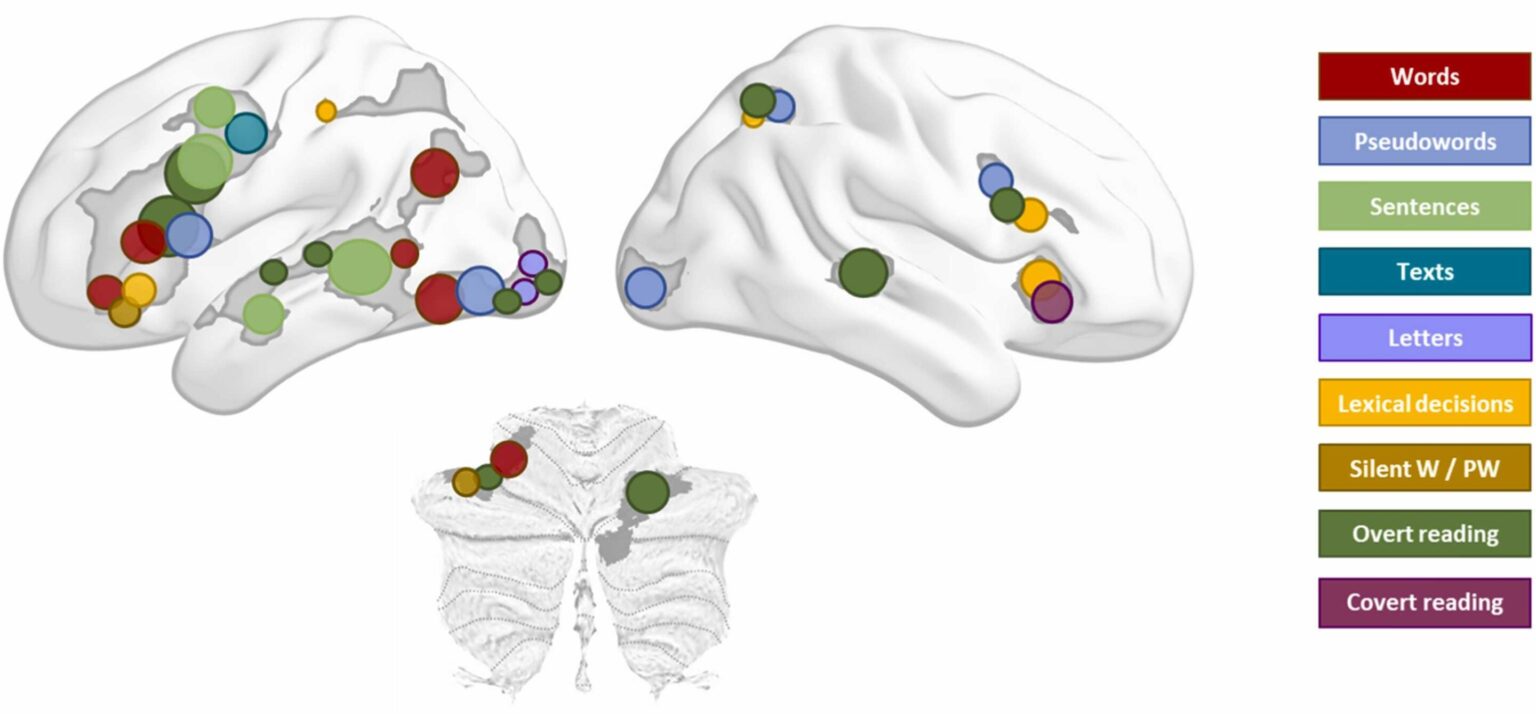 Unlocking the Reading Brain: How Our Minds Decipher Written Language