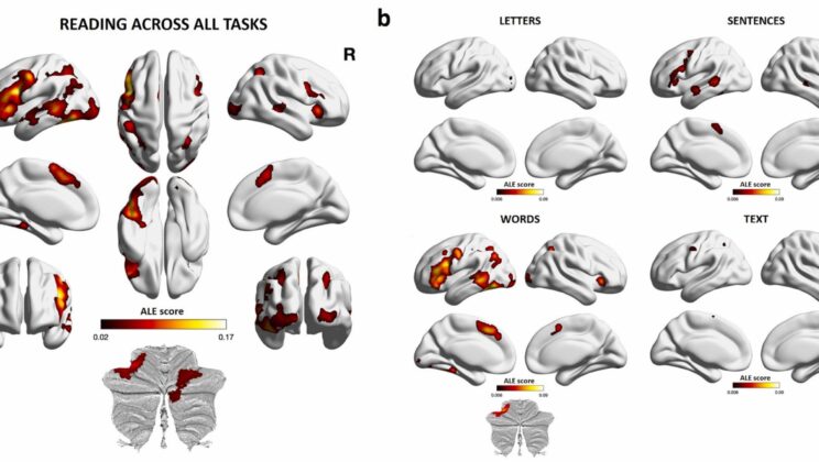 Unlocking the Reading Brain: How Our Minds Decipher Written Language