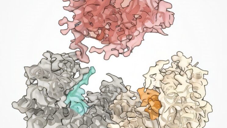 Scientists Discover How a Shape-Shifting Protein Fuels Cancer and How to Stop It