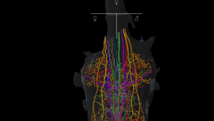Scientists Reveal First Complete Map of the Fruit Fly Nervous System