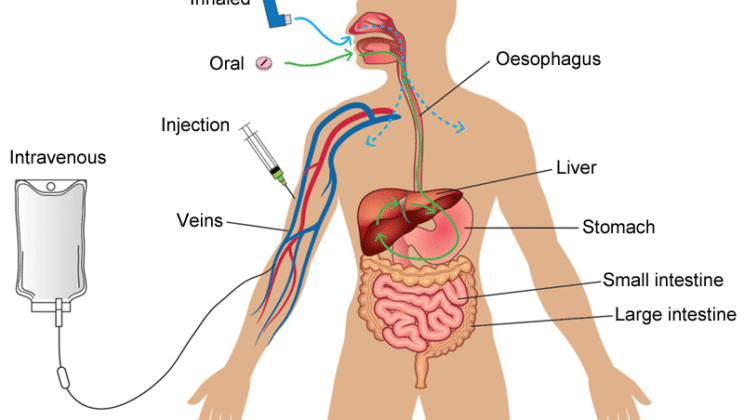 How Medicines Work in the Body: A Scientific Overview