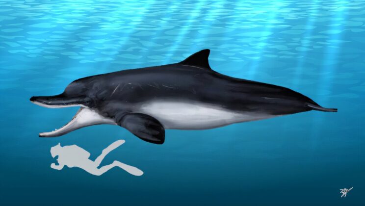 Scientists Reawaken a 20-Million-Year-Old Mystery in Whale Evolution