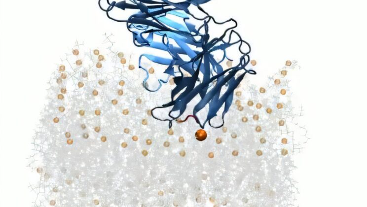 Cracking the Lipid Code: How Antibodies Use Fat to Fight HIV