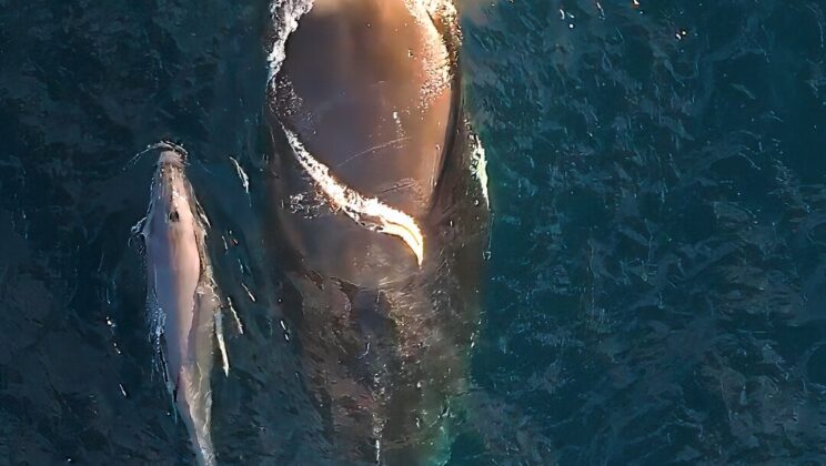 Whales Give Birth in the Cold as Calving Expands Beyond the Tropics