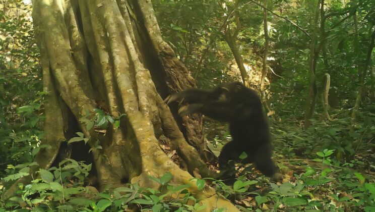 Wild Chimpanzees Drum with Stones in a Stunning Discovery of Primate Culture