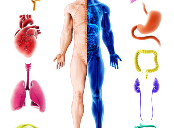 Anatomy vs. Physiology: What’s the Difference?