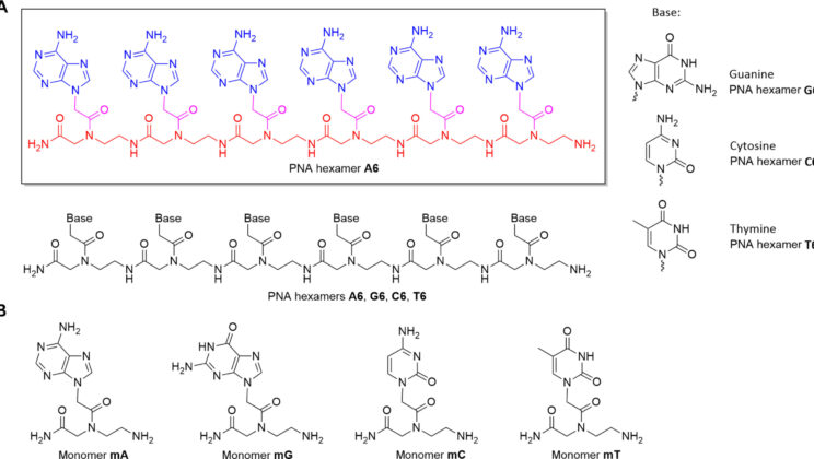 PNA Molecules Survive Venus-Like Acid Clouds, Hinting at Alien Life Potential
