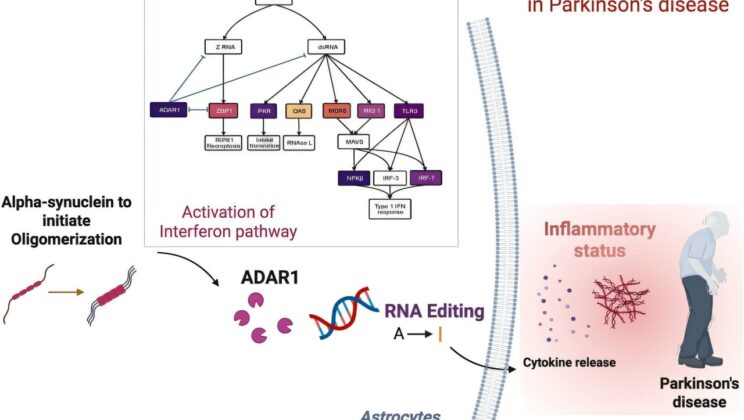 New Study Reveals RNA Editing Enzyme Fuels Brain Inflammation in Parkinson’s
