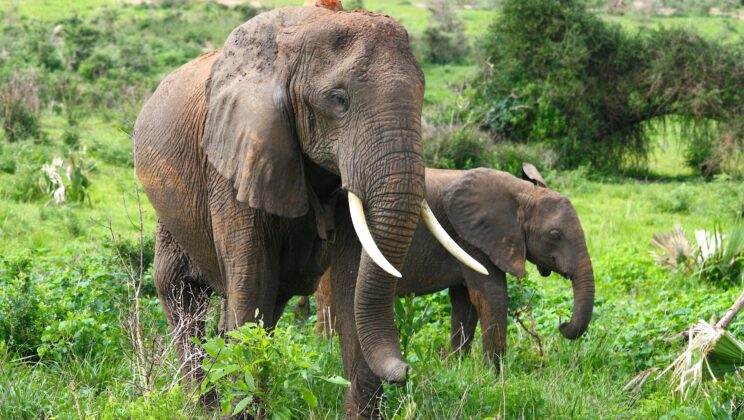 The Silent Crisis: How the Loss of Experienced Elephants Endangers Elephant Societies