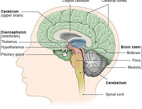 How the Human Brain Works: A Journey Into the Most Complex Object in the Universe