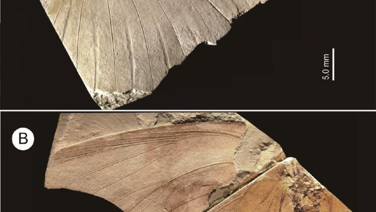 The Ghost Wing of Tacola kamitanii: Japan’s Lost Butterfly Emerges from Stone