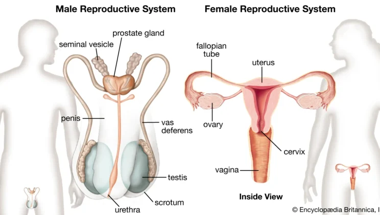 Reproductive Systems: Male vs. Female Medical Science Insights