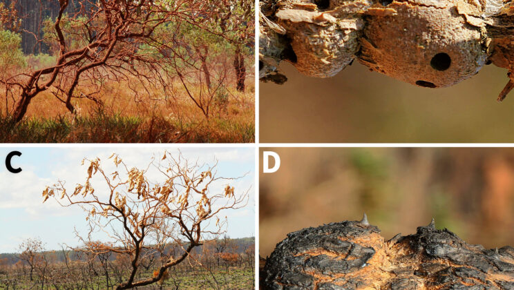 Weevil Larvae Survive Wildfire Thanks to Fireproof Plant Homes