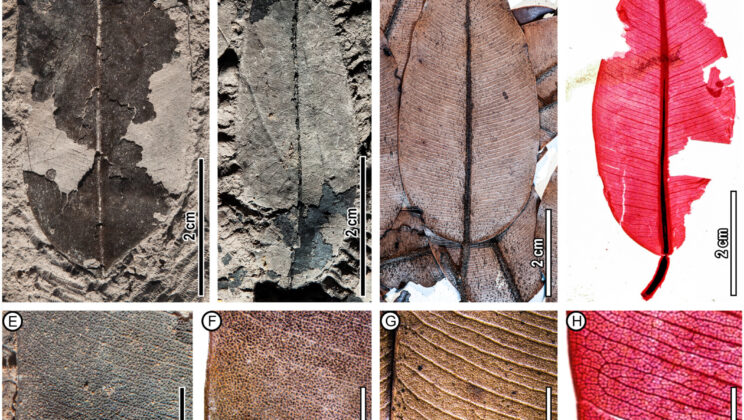 Fossil of a Living Giant: Endangered Tropical Tree Unearthed After 2 Million Years