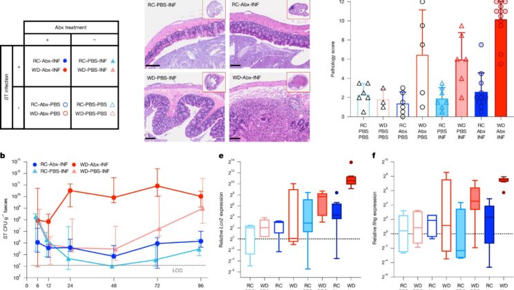 How the Western Diet Disrupts the Gut Microbiome and Impairs Recovery After Antibiotics