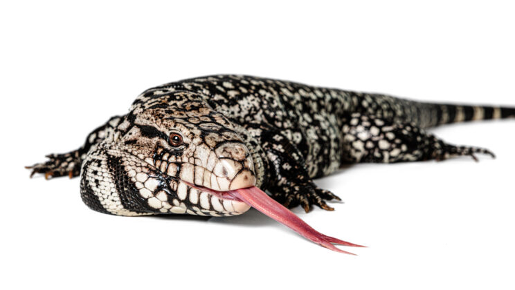 Ancient Invasion: Fossil Reveals Tegus Roamed North America Millions of Years Ago