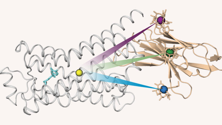 Scientists Watch Body’s Molecular Switches in Motion for the First Time