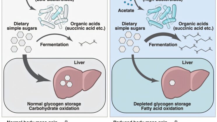 Scientists Discover Microbial Secret to Fighting Obesity Without Dieting
